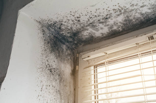 Affordable Mold Remediation solutions in Canton, NC